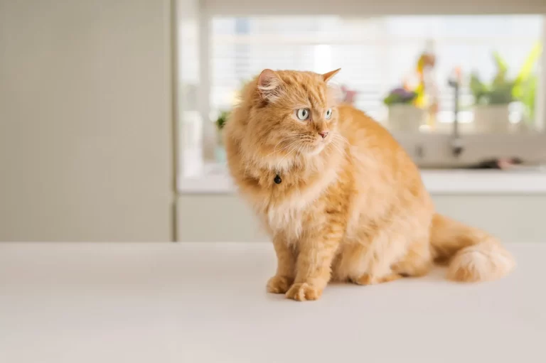 Odporność na zarysowania